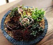教你3招用板栗殼做植料養多肉，如果不爆盆你來找我