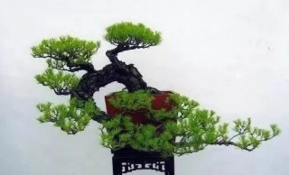 盆景藝術講解，全懸、半懸與迴旋