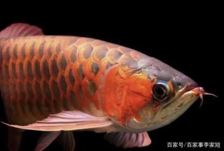 心理測試:3條觀賞魚，你喜歡哪一條，上半年會遇到什麼運氣