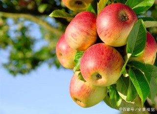 如何借助短視頻運營+直播電商令農產品銷量暴增？