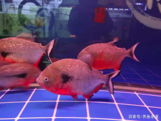 養魚中常說的水質崩潰，和水體毒素超標，好像不是一回事