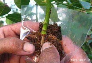9個養花小竅門，簡單又實用，讓人“看”了就能學會盆栽植物