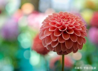 對於即將到來的十一小長假，家裏的花兒應該怎麼辦呢？