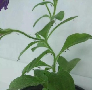養花有「小飛蟲」？讓人煩不勝煩，教你3招，幾分鐘