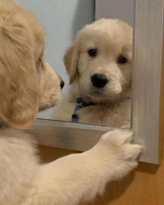 金毛犬是否可以吃雞骨頭？