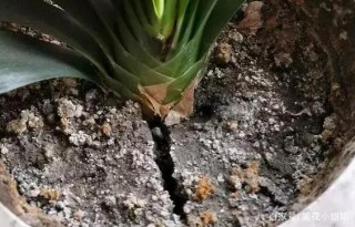 5個養花小技巧，告訴園藝小白，想要盆栽植物健康就得這麼辦