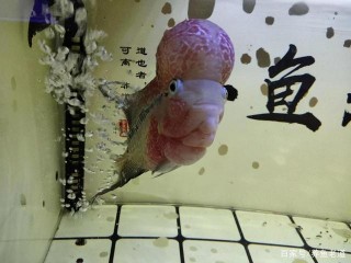 養魚的樂趣並不是換水、喂食，而在於觀察到觀賞魚的情趣