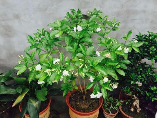 盆栽綠植“丁香茉莉”，葉綠花美，香氣怡人，花期長，室內也能養