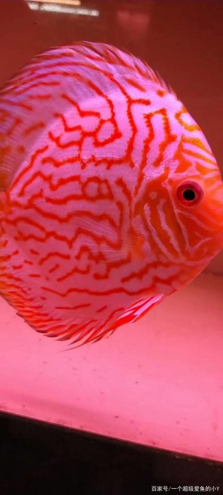 野生觀賞魚的是否真的強於人工繁殖的？