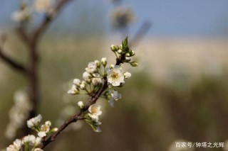 未來十天星座運勢：桃花運不請自來，良緣降臨，攜真愛幸福相隨