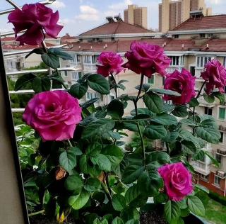 7月養月季花，4件事不容忽視，做好了枝繁葉茂，花開滿枝頭