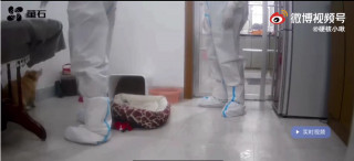 撲殺貓狗能防疫嗎？
