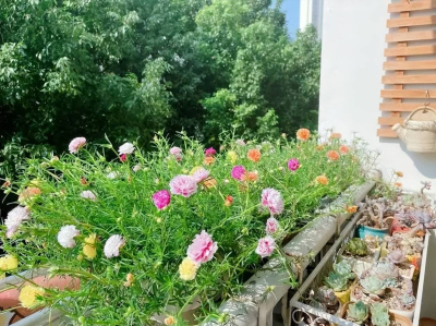 想要太陽花輕松爆花？趕緊做好這幾件事，輕松開成小花園