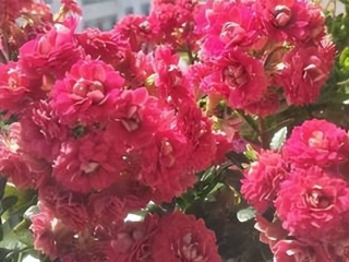 夏天養長壽花，3個細節需牢記，不消苞黃葉，開花美