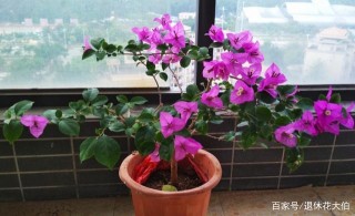 如何給盆栽植物施肥？用上天然肥羊糞，方法簡單，效果一級棒