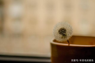 未來一個月，運勢上升，桃花不斷，4大星座收獲真愛，生活美滿
