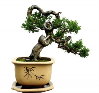 植物王國平台