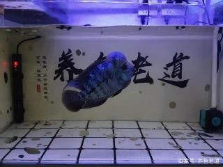養魚總想消除細菌和體內寄生蟲，創造無菌環境？它們其實很悲哀