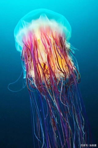 跟隨攝影機的鏡頭，一起探索神秘的深海世界，這些生物有趣極了
