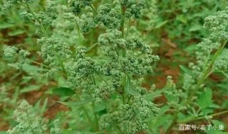 農村常見的田間害草，但它是一種營養豐富的野菜，多吃會中毒