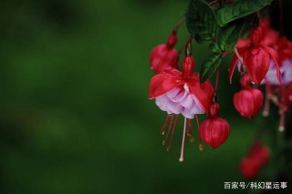 12月桃花高漲，運勢大好，愛情事業雙豐收的星座！