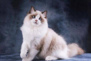 【布偶貓怎麼養】布偶貓最正確的飼養方法