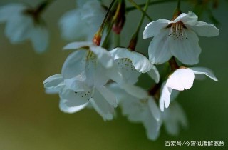 未來一周，拒絕垂頭喪氣，生活變得美好且歡快的星座