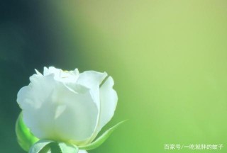 自從9月的後期，四大真愛星座紛紛轉身，得以與前輩重聚