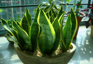 虎皮蘭有“三怕”，這樣養，才會越來越水靈