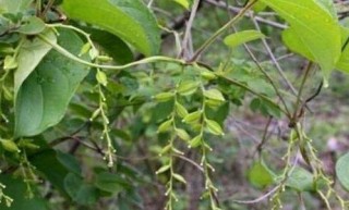 農人用來為餵兔子的植物，如今也成了」稀罕貨「，可以用來除風疹