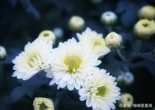 未來5個月將在職場縱橫的4個星座，夢想照進現實，事業高升