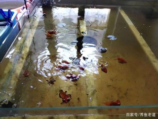 8噸水飼養15條小錦鯉，為什麼水質還是調理不好呢？