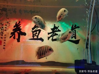 購買魚飼料，是需要用過之後，逐步觀察的