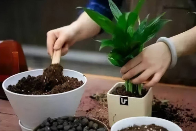6個常見的養花壞習慣，難怪花花黃葉又爛根，看看你中了幾招？