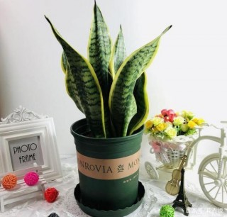 這5種植物，偶爾澆澆水能活，你家有不？