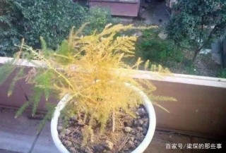 四是盆栽，夏季陽台要避開，容易幹的黃葉子不好養