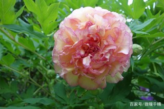 4星座桃花持續上升，11月上旬，愛情說來就來，幸福餘生！