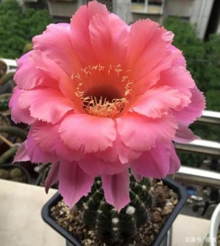 盆栽懶人植物仙人球，別“放養”！記住此4點，長爆盆！
