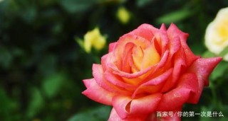 你應該真誠，有些星座可以一眼看出你的把戲