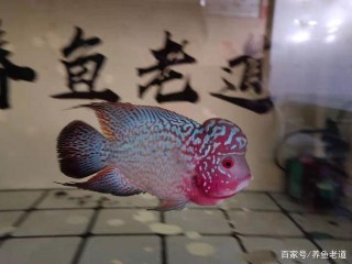 都是一缸水養一缸魚，憑什麼人家水質很好？因為人家沒你那麼貪