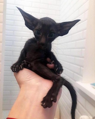 還不相信貓咪是來自外星的嗎？看看這些證據就知道了