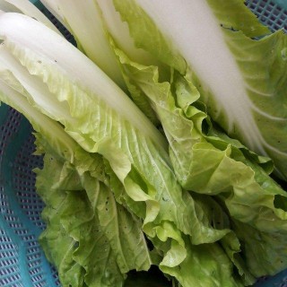 涼拌白菜，清脆爽口，特別開胃