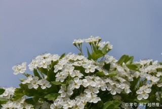 下個月，桃花紅如火，當你遇到一個人，愛會來到四個星座