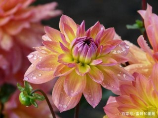 未來7天，日思夜想，舊情回蕩，重返舊情的3星座，攜手雙宿雙飛