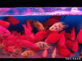 古人的一句話，三層含義，完美解釋了為什麼我們養不