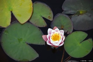 12月14.15.16號三天，鴻運當頭，招財進寶，好運一波接一波3生肖