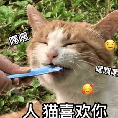 小貓親手幫自己貼絕育通知，網友：被賣了還幫人數錢！_二毛_同學_手術
