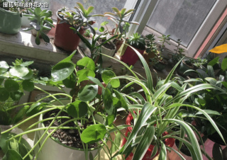 一款葉子如同銅錢的綠植，室內盆栽，耐蔭、好養又漂亮