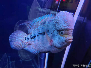 對付觀賞魚的體內疾病，只要魚不死就可以慢慢治，著急也沒用