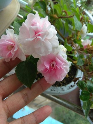 這種花和玫瑰花很像，比綠蘿還好養，一年四季開花，是盆栽佳品